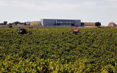 Viñedos ubicados junto a la bodega