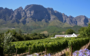 Viñedo con la montaña al fondo