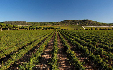 Viñedos en hileras