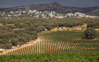 Paisaje de encinas