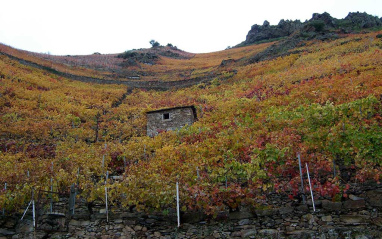 Vista del viñedo desde la parte inferior