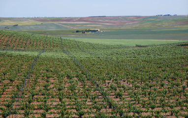 Viñedo en plena floración