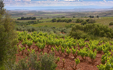 Panorámica de viñedos