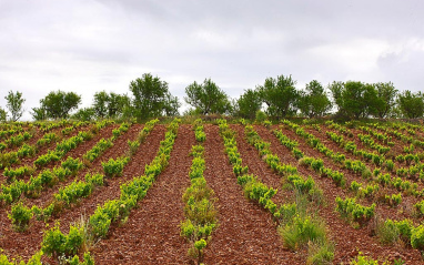 Viñedos en hileras