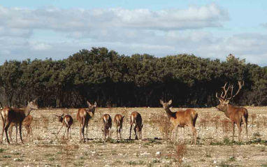 Ciervos que habitan en la finca