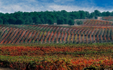 Viñedo de Bodegas Áster en otoño