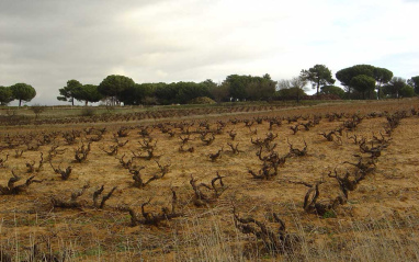 Viñedo viejo en vaso