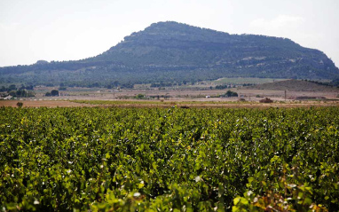 Vista de los viñedos