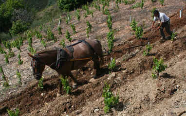 Laboreo en el campo