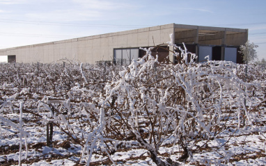 Viñedo nevado