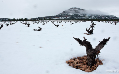 Panorámica del viñedo nevado