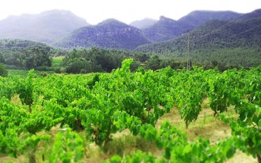 Viñedo cultivado mediante técnicas ecológicas