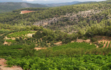 Vista del viñedo en flor