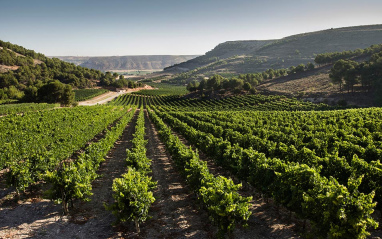 Panorámica de viñedo