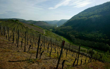 Viñedo fuera del periodo vegetativo de la viña