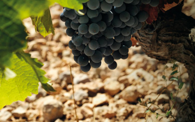 Detalle de la Monastrell