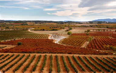 Panorámica del viñedo de Enate