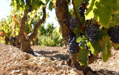 Uvas en la última fase de maduración