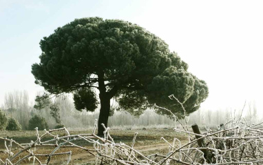 Paisaje de invierno en el viñedo 