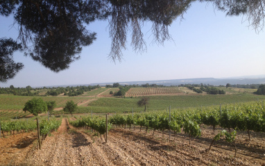 Vista de los viñedos en flor