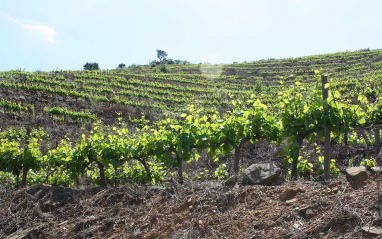 Viñedos