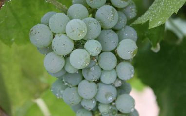 Viña con Albariño 