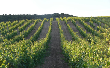 Finca El Quiñón, en Ribera del Duero