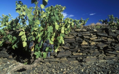 Cepa en el Priorat