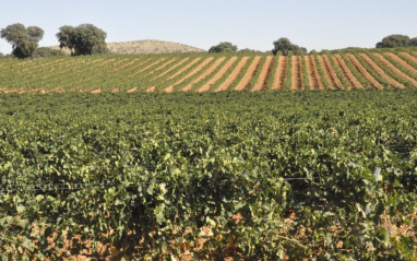 Viñedo del Grupo Iberian