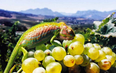 Camaleón en racimo 