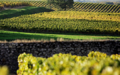 Vista de los viñedos del Grand Cru