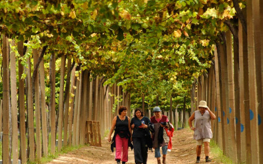 Viñedo emparrado