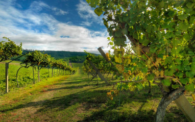 Camino entre las viñas