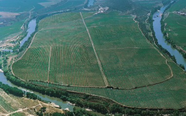 Panorámica de viñedo