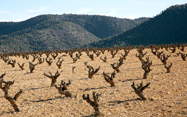 Viñedo en invierno