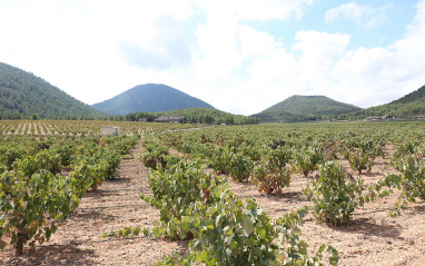 Viñedo con flor