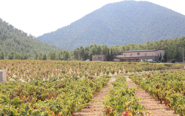 Viñedo en otoño