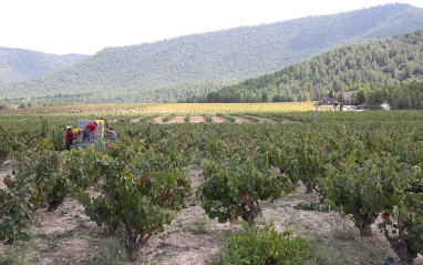 Vista de las cepas en flor