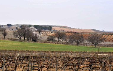 Vista del viñedo propio de Loess