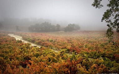 Viñedo de López de Heredia