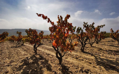 Viñas de mayor edad