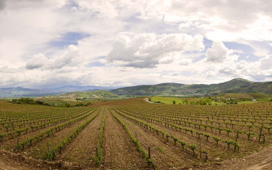 Panorámica de los viñedos situados en Villafranca del Bierzo