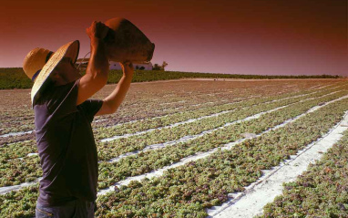 En pleno asoleo de las uvas