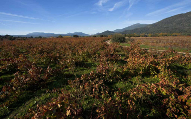 Panorámica de viñedos