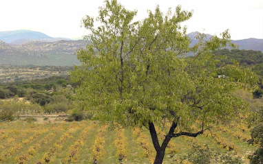 Uno de los árboles que se combina con las vides