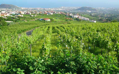 Valle de la Orotava