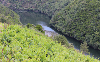 Viñedos junto al río Sil