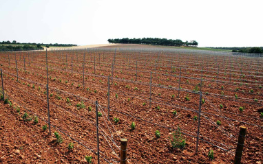 Nuevas plantaciones