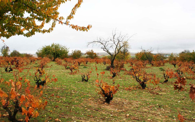 Viñedos de Matsu