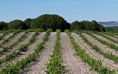 Panorámica de viñedos